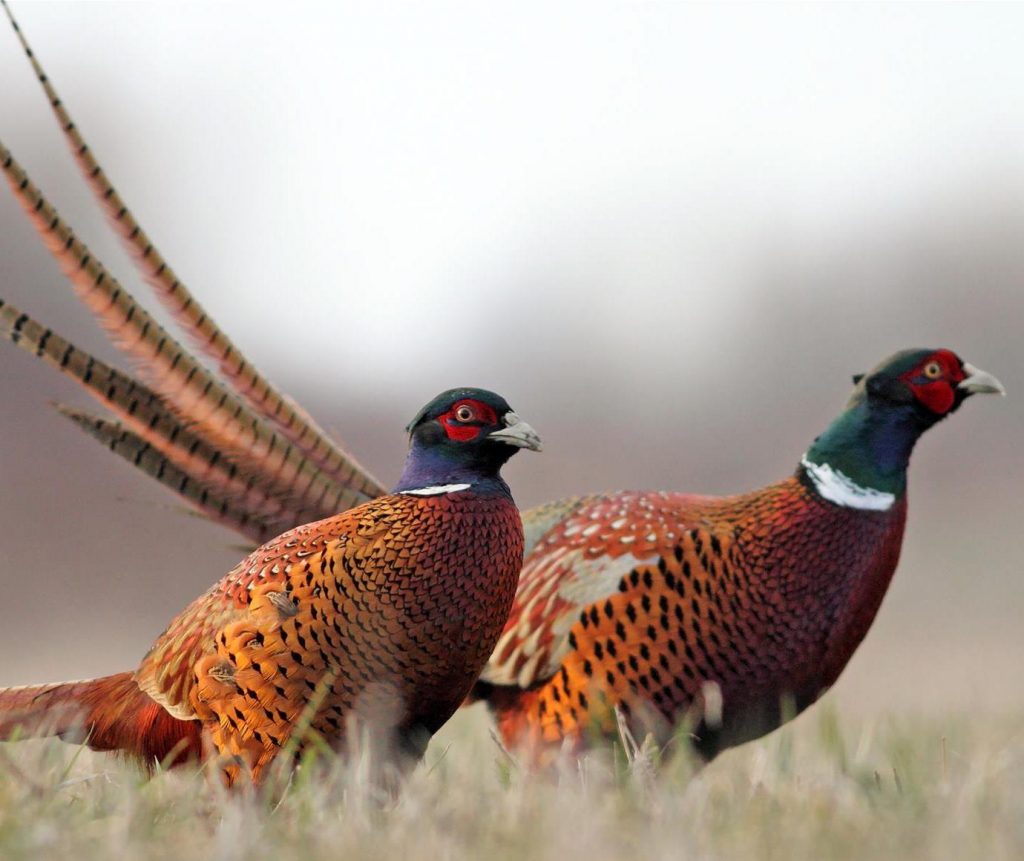 Preserving wildlife, one habitat at a time Range Resources Range